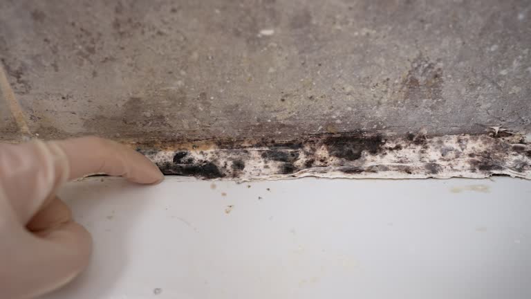 Best Air Quality Testing for Mold Spores  in Shelby, OH